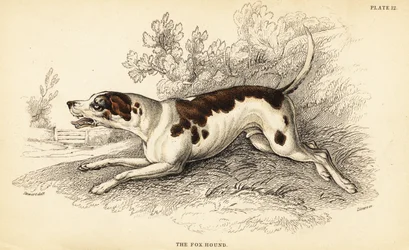 Perro de caza, Canis lupus familiaris