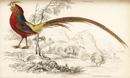 Faisán dorado o faisán chino, Chrysolophus pictus