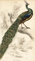 Pavo verde, Pavo muticus