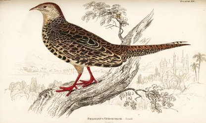 Faisán verde japonés, hembra, Phasianus versicolor