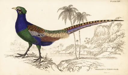 Faisán verde o faisán verde japonés, macho, Phasianus versicolor
