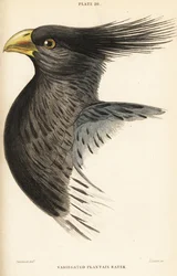Cabeza del turaco occidental, Crinifer piscator