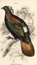 Monal del Himalaya, macho, Lophophorus impejanus