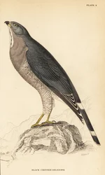 Busardo lagartijero, Kaupifalco monogrammicus