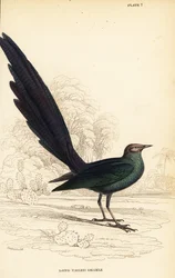 Estornino brillante de cola larga, Lamprotornis caudatus