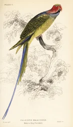 Cotorra de cola larga, Psittacula longicauda