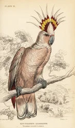 Cacatúa de Mitchell, Lophochroa leadbeateri