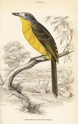 Alcaudón arbustivo oliva, Chlorophoneus olivaceus