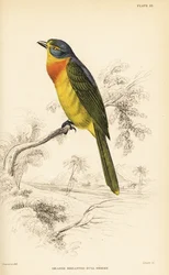 Alcaudón arbustivo de pecho naranja o alcaudón arbustivo de pecho azufre, Chlorophoneus sulfureopectus