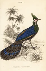 Faisán pavo de Palawan, Polyplectron napoleonis