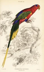 Loriquito papú, loriquito de Stella o loriquito del Monte-Goliat, Charmosyna papou