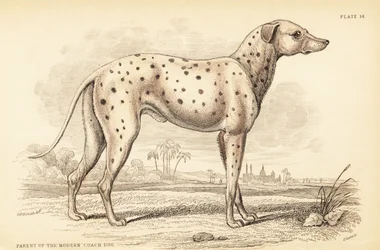 Progenitor del perro de carruaje moderno, Canis lupus familiaris