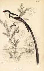 Viuda colicinta, Vidua macroura (viuda de pico rojo, Vidua erythrorhynchus)