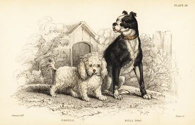 Caniche, Canis aquaticus, y bulldog, Canis anglicus