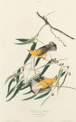 Reinita protonotaria, 1827