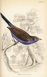 Cordonbleu de mejillas rojas, Uraeginthus bengalus
