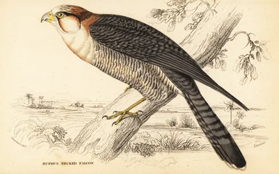 Halcón de cuello rojo, Falco chicquera ruficollis