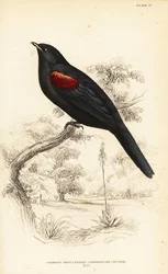 Oruguero de hombros rojos, macho, Campephaga phoenicea