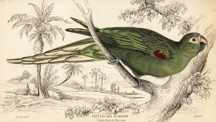 Guacamayo de hombros rojos, Diopsittaca nobilis