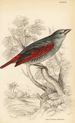 Pytilla de alas rojas, Pytilia phoenicoptera