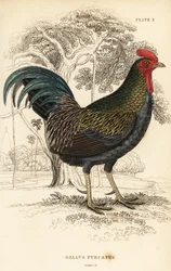 Gallo bankiva, Gallus gallus javanicus