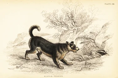 Terrier escocés, Canis lupus familiaris