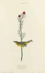 Atrapamoscas de Selby, 1827