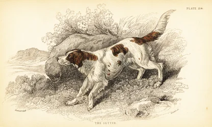 Setter, Canis lupus familiaris
