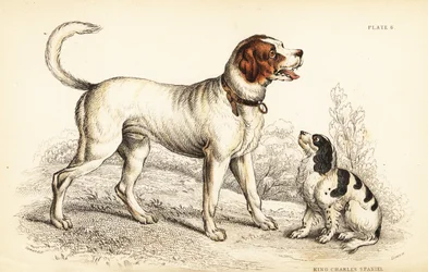 El perro de San Bernardo o Gran San Bernardo, Canis lupus familiaris, y spaniel King Charles, Canis lupus familiaris