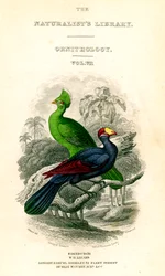 La Biblioteca de los Naturalistas, Ornitología, Touraco de Senegal, Comedor de Plátano Violeta