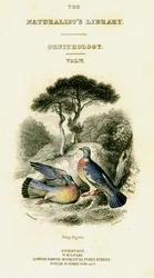 La biblioteca de los naturalistas, Ornitología Vol V, Paloma de anillo, c1833-1865
