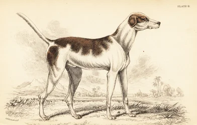 El sabueso oriental, Canis lupus familiaris