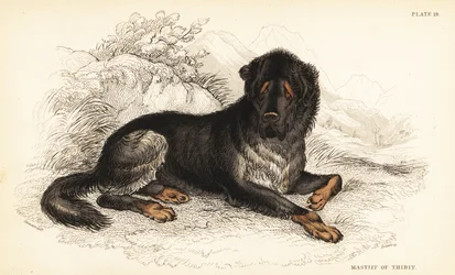 Mastín tibetano, Canis lupus familiaris