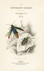 Portada con viñeta del escarabajo joya, Chrysochroa fulminans, y escarabajo diamante de ala parcheada, Curculio splendens