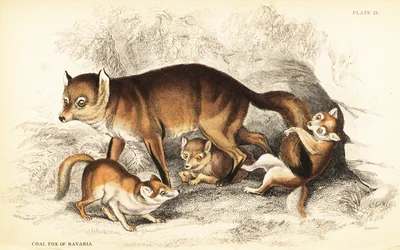 Variedad de zorro rojo, Vulpes vulpes, con cachorros