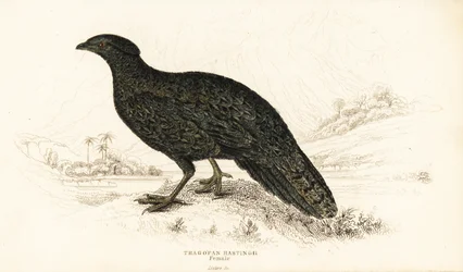 Tragopan occidental o tragopan cornudo occidental, hembra, Tragopan melanocephalus