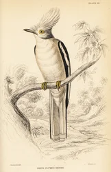 Alcaudón de casco blanco, Prionops plumatus