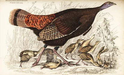 Pavo salvaje, hembra y joven, Meleagris gallopavo