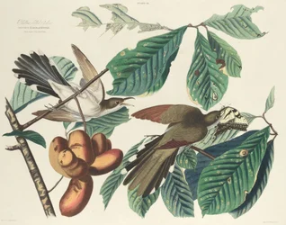 Cuclillo de pico amarillo, 1827