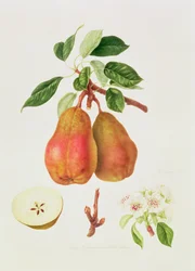 La Pera Chaumontelle, 1818