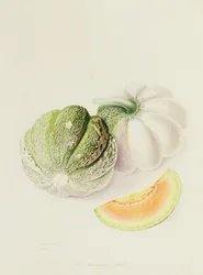 El melón Romana, 1818