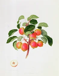 La manzana de cangrejo tártara, 1819