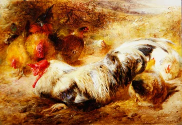Un gallo y gallinas