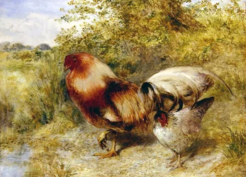 Aves de corral en un paisaje