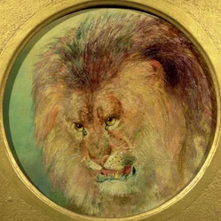 Estudio de un león