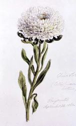 Aster de China, pintado en Bayswater