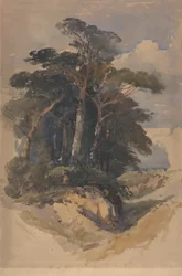 Pinos en Hampstead Heath