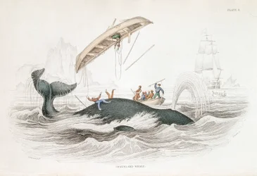 Arponeando una ballena de Groenlandia que ha volcado uno de los botes atacantes