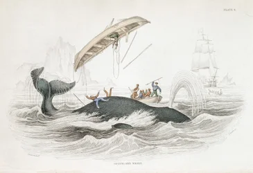 Arponeando a una ballena de Groenlandia que ha zarandeado a uno de los barcos atacantes. De William Jardine The Naturlist