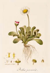 Bellis perennis, Margarita